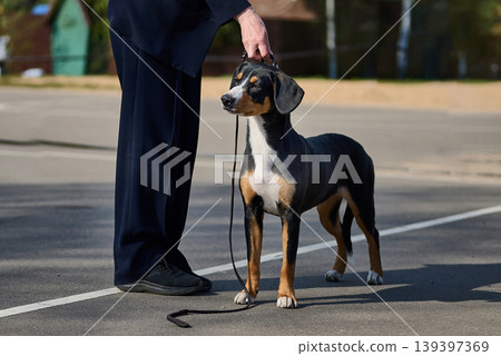 A tri-color Appenzeller Sennenhund dog stands on a leash next to a person on a paved outdoor area. Bright sunlight highlights the dog during the daytime A tri-color Appenzeller Sennenhund dog stands on a leash next to a person on a paved outdoor area. Bright sunlight highlights the dog during the daytime 139397369