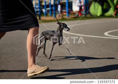 Dark Italian Greyhound dog trots on a leash with its handler on a paved outdoor surface during a sunny day. Blue playground equipment stands in the background Dark Italian Greyhound dog trots on a leash with its handler on a paved outdoor surface during a sunny day. Blue playground equipment stands in the background 139397372