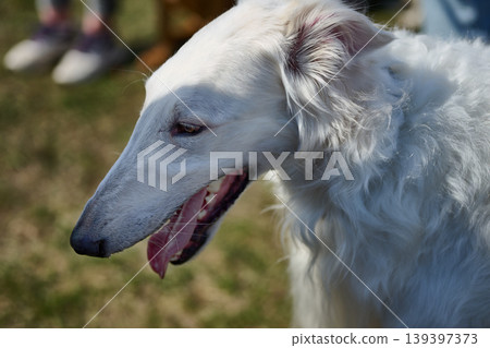 White Borzoi sighthound with long wavy fur panting on a bright sunny day. Its open mouth shows teeth and tongue as it stands outside on grass 139397373