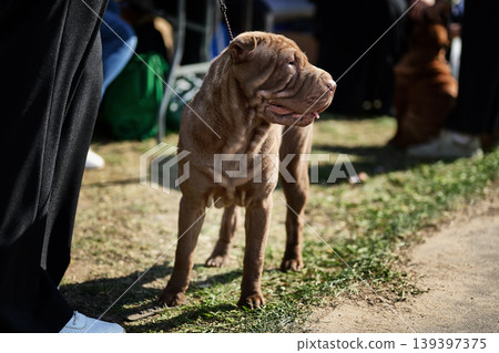 A wrinkly brown Shar Pei dog stands on a leash on a grassy path with patches of dirt. It looks to the right, attentive under bright sunlight at an outdoor gathering A wrinkly brown Shar Pei dog stands on a leash on a grassy path with patches of dirt. It looks to the right, attentive under bright sunlight at an outdoor gathering 139397375
