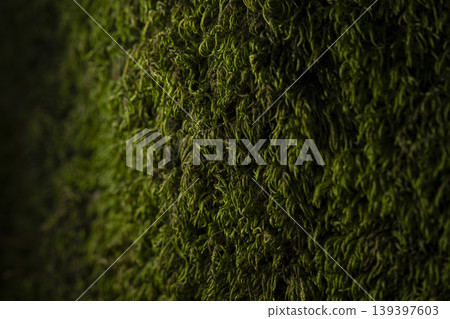 Close Up of Moss on Tree Trunk Texture. Close Up of Moss on Tree Trunk Texture. 139397603