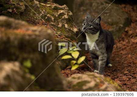 walking cat outdoor environment space 139397606