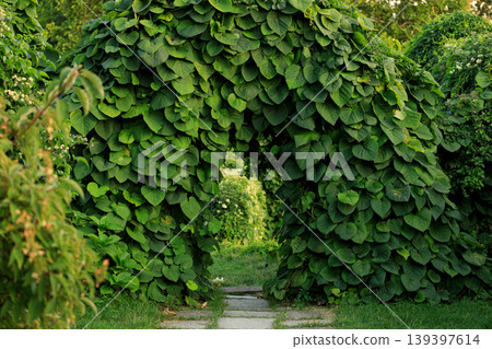 Lush green foliage forms a natural archway, inviting passage through a vibrant garden setting Lush green foliage forms a natural archway, inviting passage through a vibrant garden setting 139397614