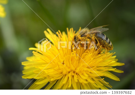 Honey bee collecting pollen on a dandelion flower, showcasing macro nature detail and dynamic wildlife interaction Honey bee collecting pollen on a dandelion flower, showcasing macro nature detail and dynamic wildlife interaction 139397682