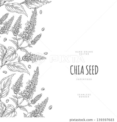 Chia plant with flowers and seeds sketch, vector engraved hand drawn seamless border design, Salvia hispanica, superfood Chia plant with flowers and seeds sketch, vector engraved hand drawn seamless border design, Salvia hispanica, superfood 139397683