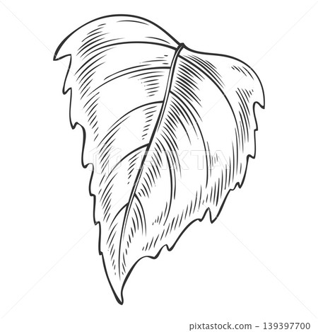 Chia plant leaf vector sketch, Salvia hispanica, botanical engraved hand drawn organic supplement and superfood herb 139397700