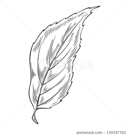 Chia plant leaf vector sketch, Salvia hispanica falling foliage, botanical engraved hand drawn organic superfood herb Chia plant leaf vector sketch, Salvia hispanica falling foliage, botanical engraved hand drawn organic superfood herb 139397702