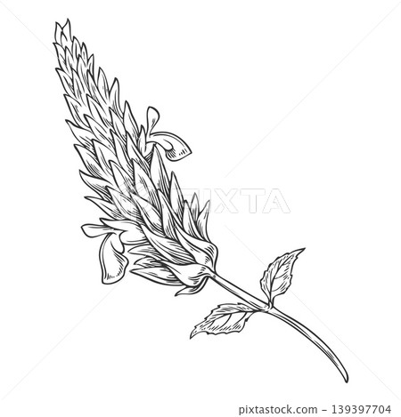 Chia plant flowers sketch, vector engraved hand drawn Salvia hispanica, condiment or seasoning seeds, superfood foliage Chia plant flowers sketch, vector engraved hand drawn Salvia hispanica, condiment or seasoning seeds, superfood foliage 139397704