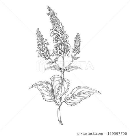 A monochrome hand-drawn sketch of a flowering chia plant, a branch with a bud, flowers, and leaves. A monochrome hand-drawn sketch of a flowering chia plant, a branch with a bud, flowers, and leaves. 139397706