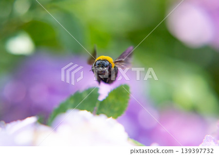 A bumblebee flying over a hydrangea 139397732
