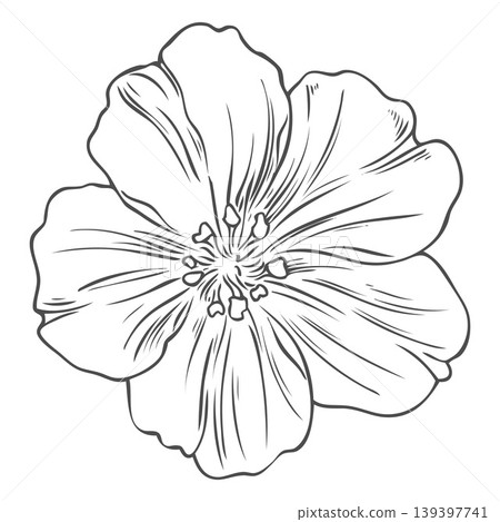 Flax flower sketch, vector engraved hand drawn blossom Linen plant, medicinal essential herb botanical illustration Flax flower sketch, vector engraved hand drawn blossom Linen plant, medicinal essential herb botanical illustration 139397741