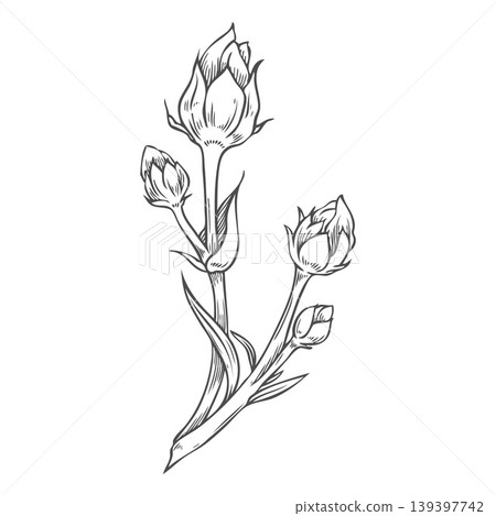 Flax stem with flowers sketch, vector engraved hand drawn superfood foliage, essential herb, medicinal plant Linen Flax stem with flowers sketch, vector engraved hand drawn superfood foliage, essential herb, medicinal plant Linen 139397742