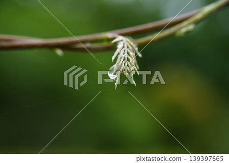 Water droplets on the tips of leaves after the rain Water droplets on the tips of leaves after the rain 139397865