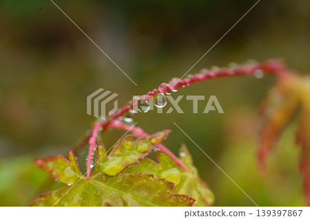 Stems and young leaves with water droplets on them Stems and young leaves with water droplets on them 139397867
