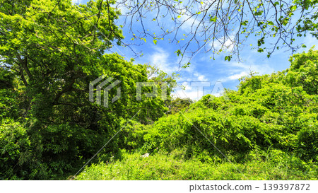 Spring in the Koajiro Forest of the Miura Peninsula Spring in the Koajiro Forest of the Miura Peninsula 139397872