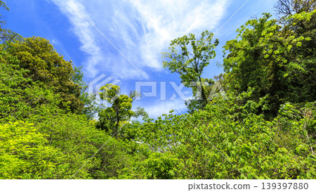 Spring in the Koajiro Forest of the Miura Peninsula Spring in the Koajiro Forest of the Miura Peninsula 139397880