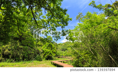 Spring in the Koajiro Forest of the Miura Peninsula Spring in the Koajiro Forest of the Miura Peninsula 139397894