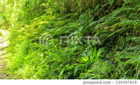 Spring in the Koajiro Forest of the Miura Peninsula Spring in the Koajiro Forest of the Miura Peninsula 139397914
