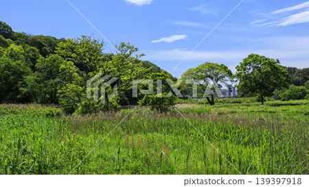 Spring in the Koajiro Forest of the Miura Peninsula Spring in the Koajiro Forest of the Miura Peninsula 139397918