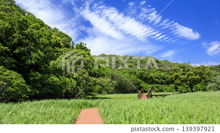 三浦半島小次郎森林的春天 三浦半島小次郎森林的春天 139397921
