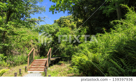 Spring in the Koajiro Forest of the Miura Peninsula 139397936