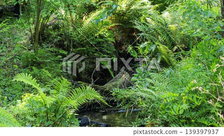 Spring in the Koajiro Forest of the Miura Peninsula Spring in the Koajiro Forest of the Miura Peninsula 139397937