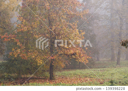 A tree with yellow and orange leaves stands in a foggy forest clearing surrounded by green grass and other trees A tree with yellow and orange leaves stands in a foggy forest clearing surrounded by green grass and other trees 139398228