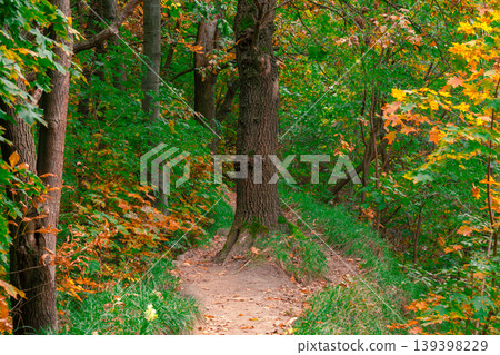 A winding forest path in autumn with colorful leaves and lush green grass A winding forest path in autumn with colorful leaves and lush green grass 139398229