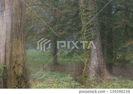 serene forest scene with large trees and green foliage on a misty day in autumn serene forest scene with large trees and green foliage on a misty day in autumn 139398239