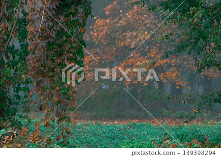 Misty autumn forest scene with vibrant foliage and hanging vines creating a serene atmosphere Misty autumn forest scene with vibrant foliage and hanging vines creating a serene atmosphere 139398294