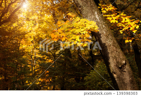 Golden autumn forest canopy bathed in warm sunlight, vibrant fall foliage Golden autumn forest canopy bathed in warm sunlight, vibrant fall foliage 139398303