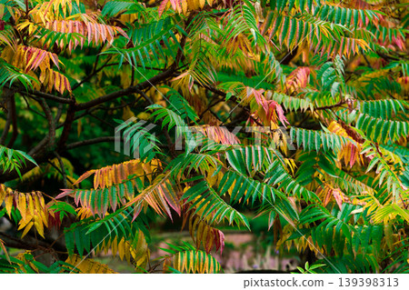 Vibrant autumn leaves display a gradient of green, yellow, and red hues on branches 139398313