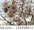 櫻花的風景 139398611