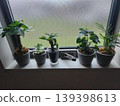窗邊的盆栽植物 139398613