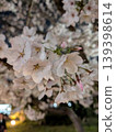 櫻花在晚上 139398614