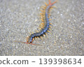 Centipede walking on the road 139398634