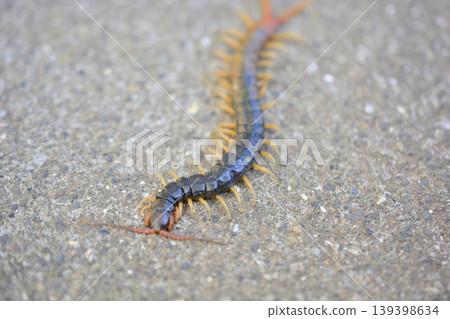 Centipede walking on the road Centipede walking on the road 139398634