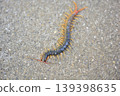 Centipede walking on the road 139398635