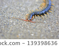 Centipede walking on the road 139398636