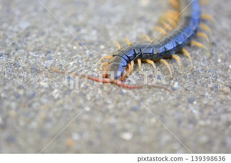 Centipede walking on the road Centipede walking on the road 139398636