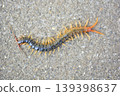 Centipede walking on the road 139398637