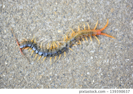 Centipede walking on the road Centipede walking on the road 139398637