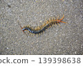 Centipede walking on the road 139398638