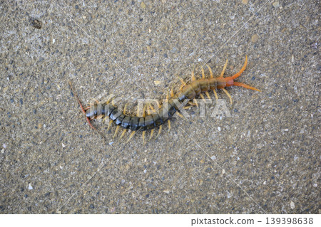 Centipede walking on the road Centipede walking on the road 139398638