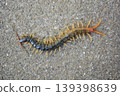 Centipedes crawling on the road 139398639