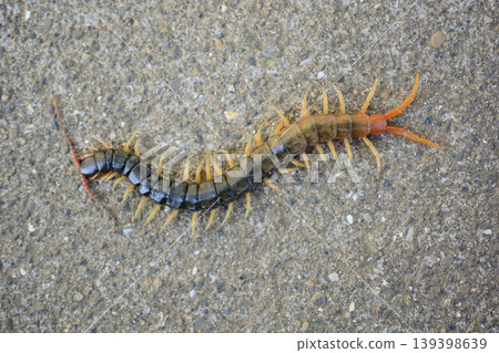 Centipedes crawling on the road Centipedes crawling on the road 139398639