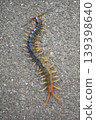 Centipedes crawling on the road 139398640