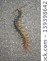 Centipedes crawling on the road 139398642