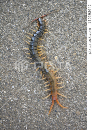 Centipedes crawling on the road Centipedes crawling on the road 139398642