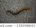 Centipedes crawling on the road 139398643